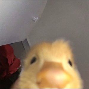 Meet your Posher, Gisselle